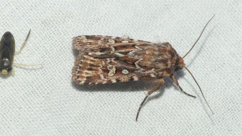 Lycophotia porphyrea
